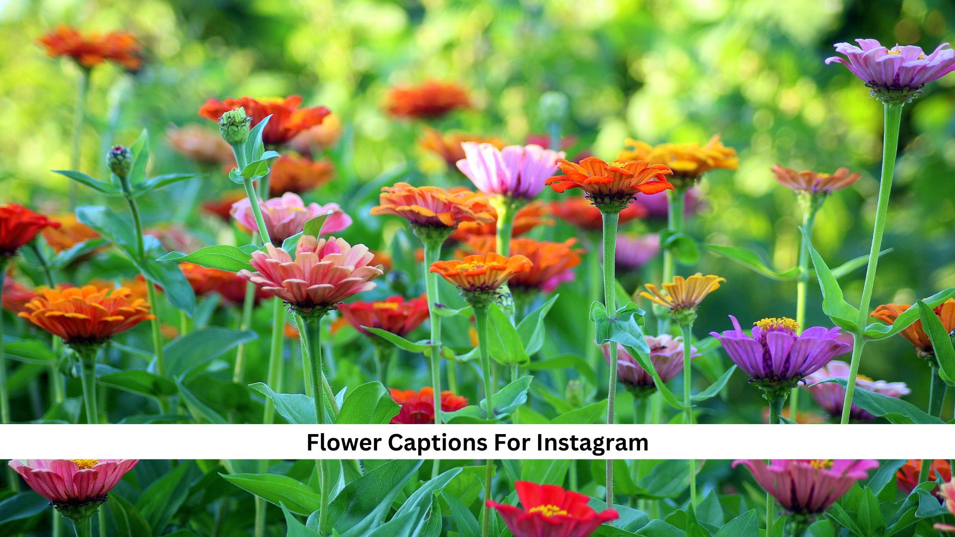 Flower-Captions-For-Instagram